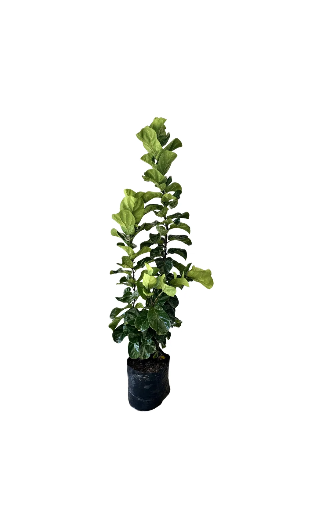 Ficus Bambino