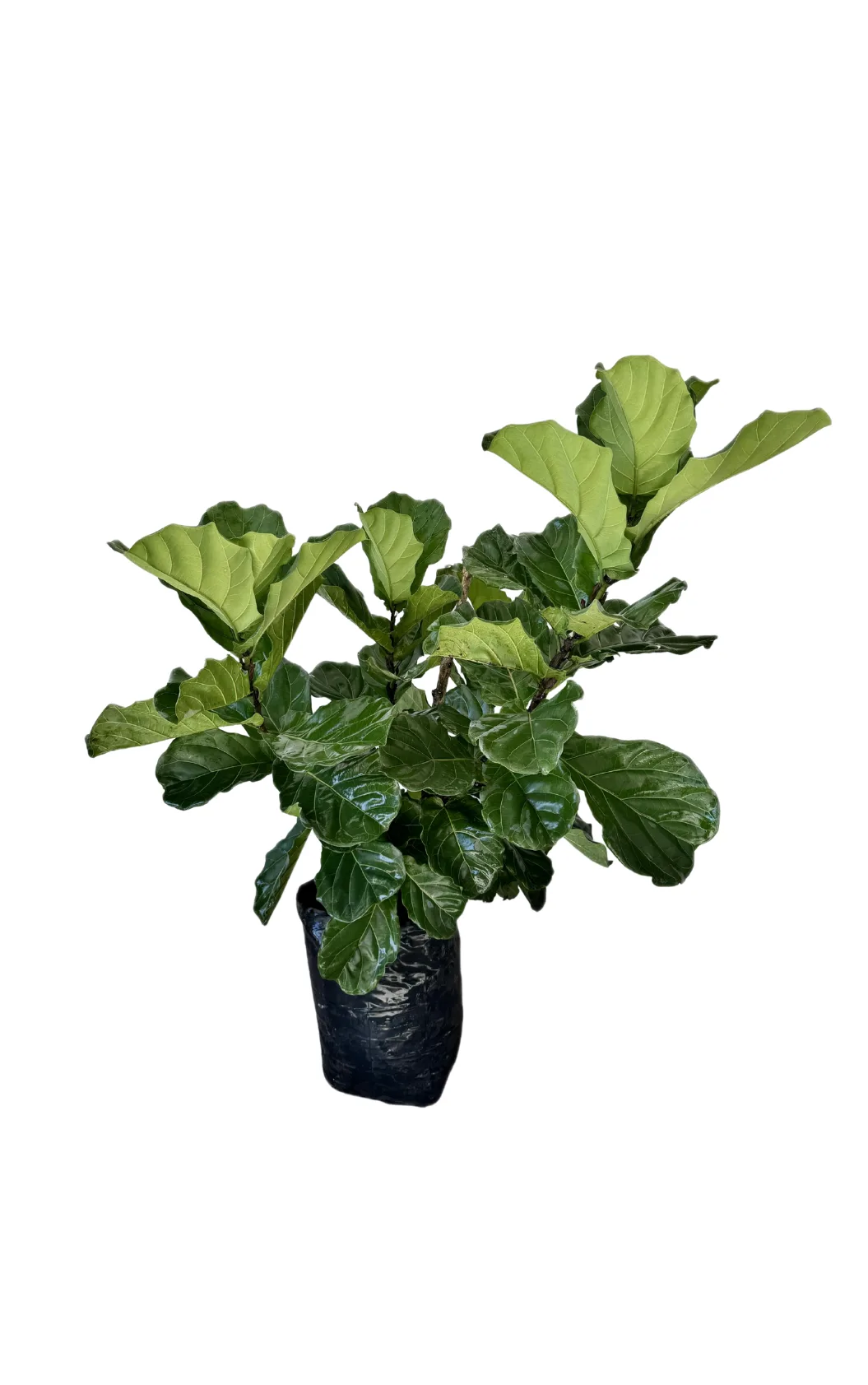 Ficus Pandurata