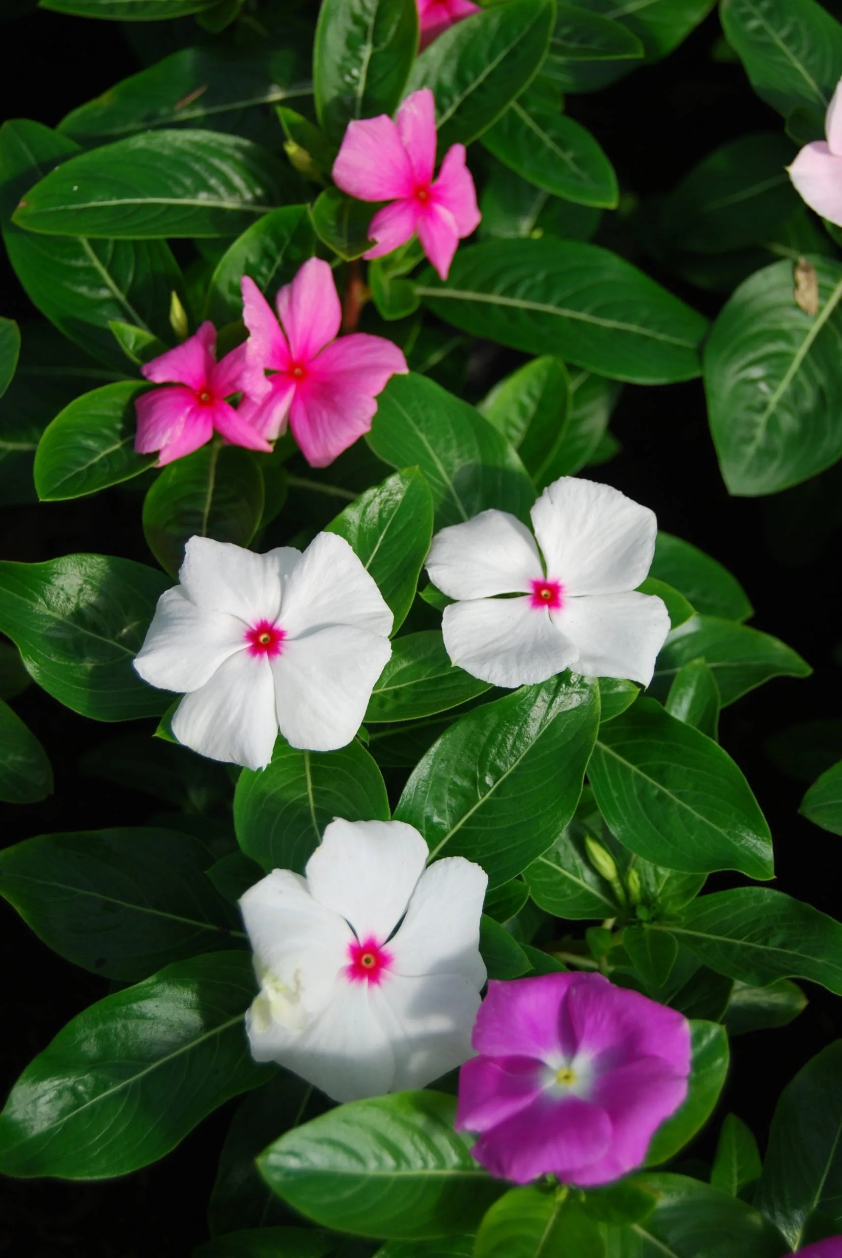 Impatiens Nueva Guinea