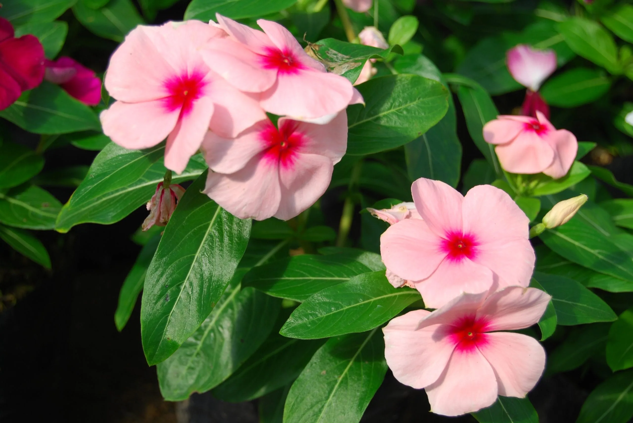 Impatiens Nueva Guinea