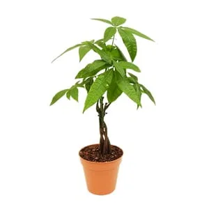 Pachira aquatica: arbol del dinero