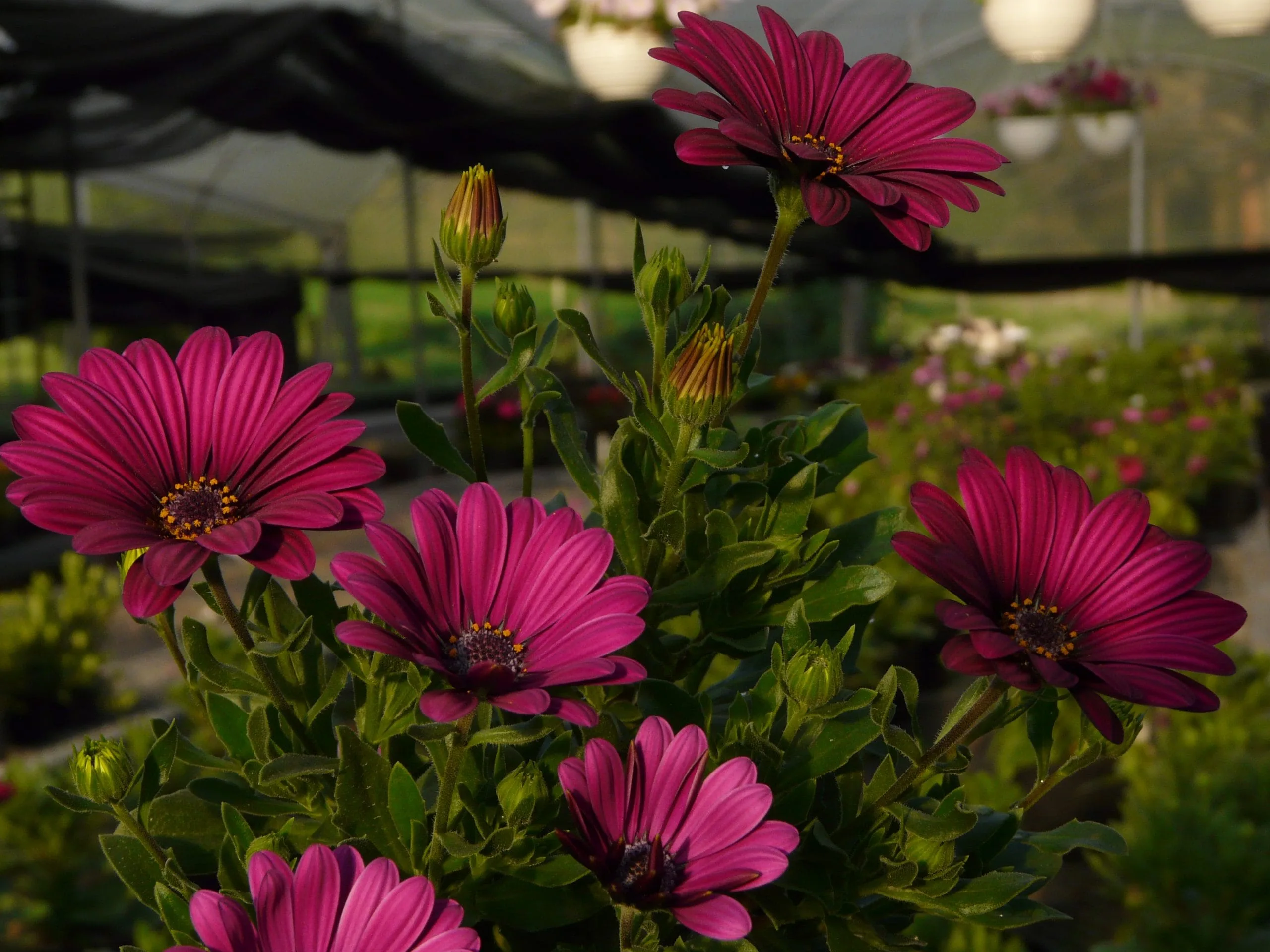 Planta Margarita, Osteospermum