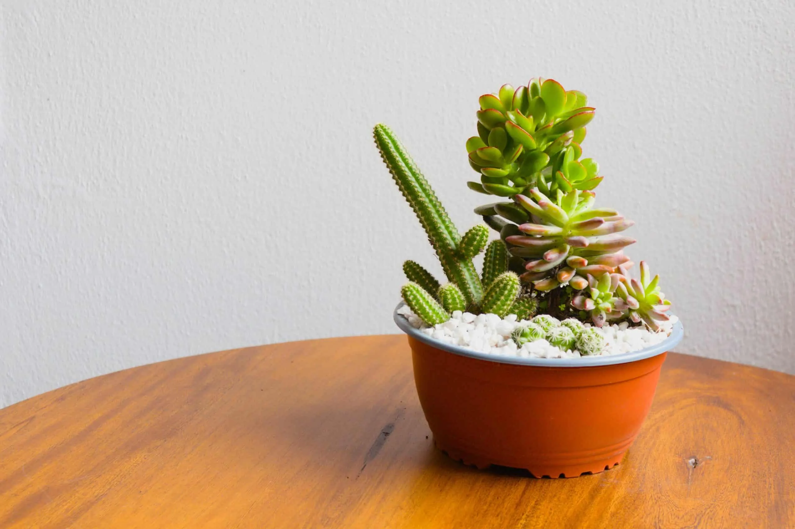 Mini jardín de cactus y suculentas