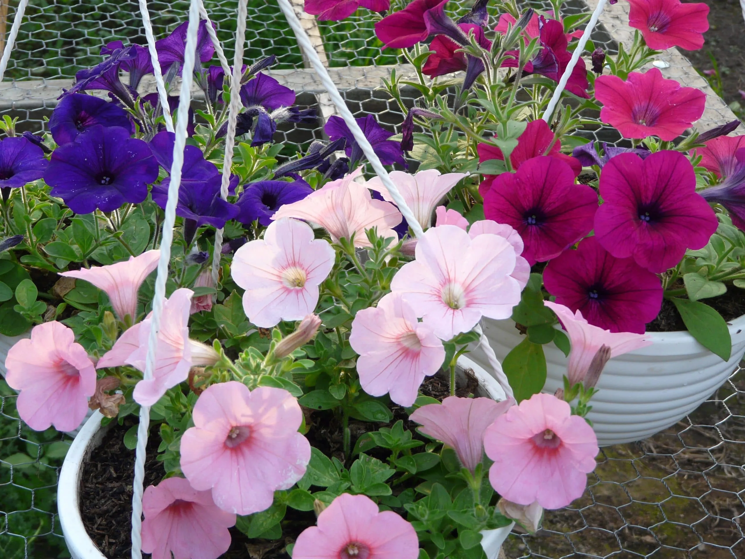 Petunia x 3