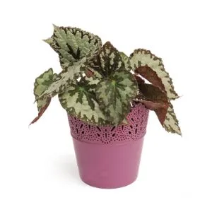 Planta Begonia rex en matera decorativa