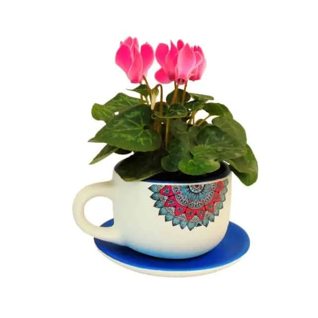 Violeta de los alpes mini en taza decorativa